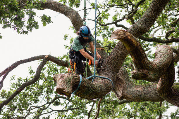 Best Seasonal Cleanup (Spring/Fall)  in San Marcos, TX