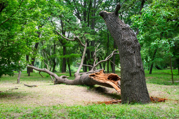 Best Tree Trimming and Pruning  in San Marcos, TX