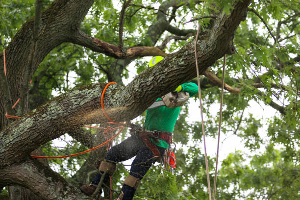 How Our Tree Care Process Works  in  San Marcos, TX